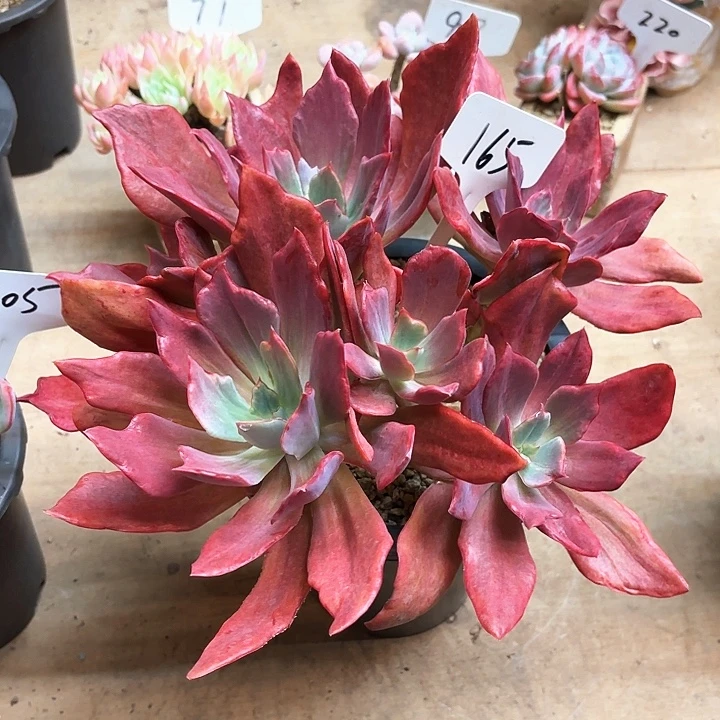 多肉植物，钻石景165号