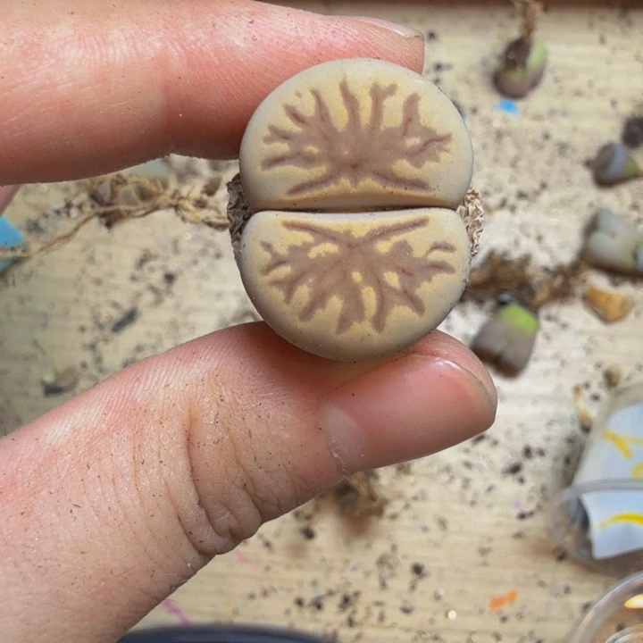 小*虎多肉葡萄的味道真的212