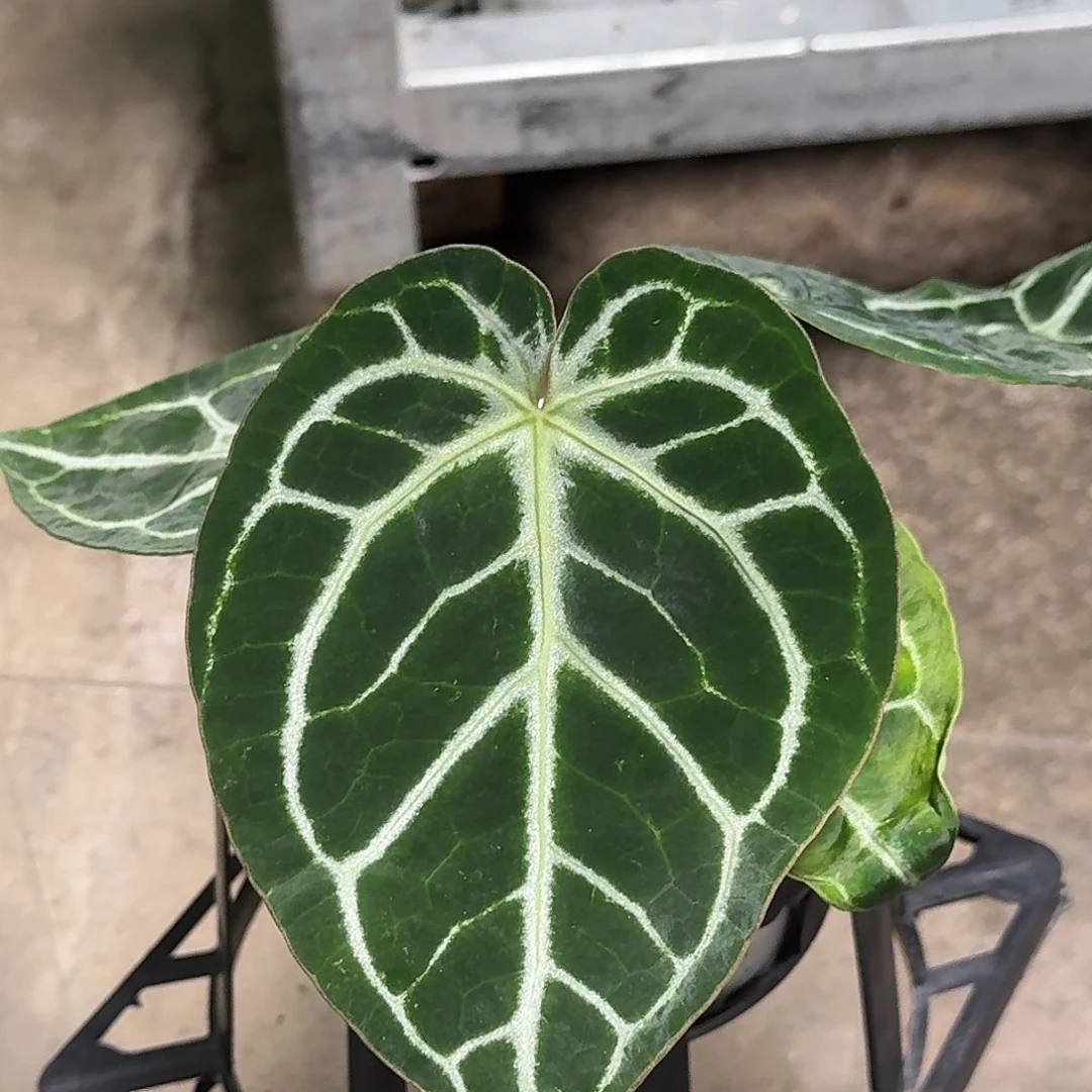 完全开放Q155圆脸小钻石杂黑底撕裂纹