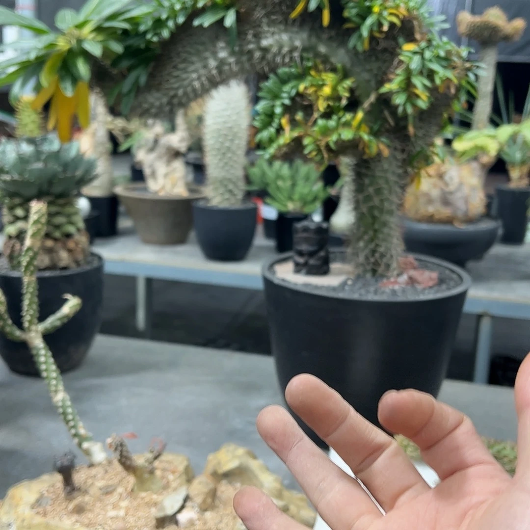 玩****叔镰刀大缀化666688888