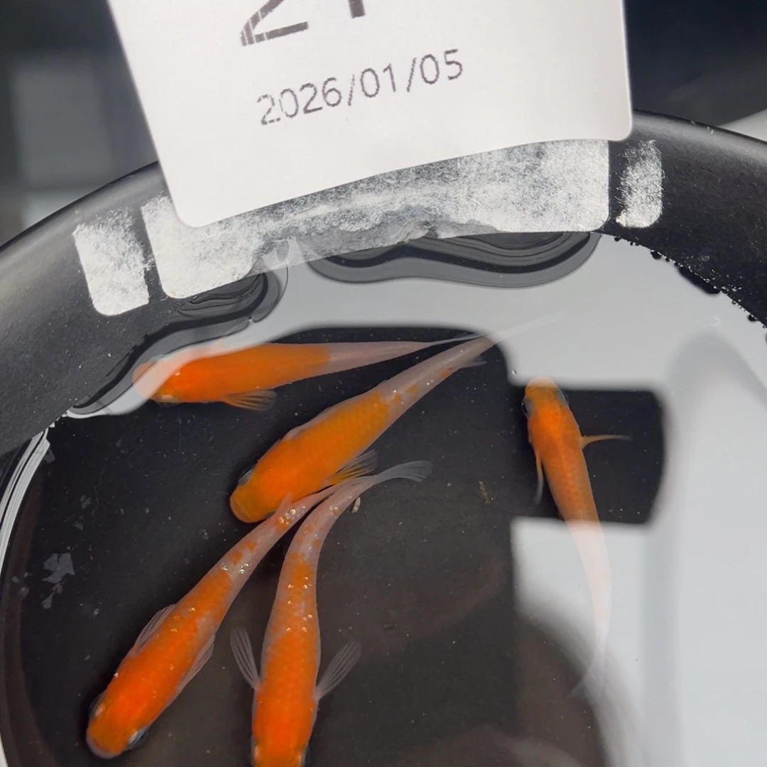 青鳉鱼214红白五尾