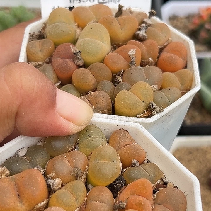 无花朵包邮591个特价毛汗尼2盆