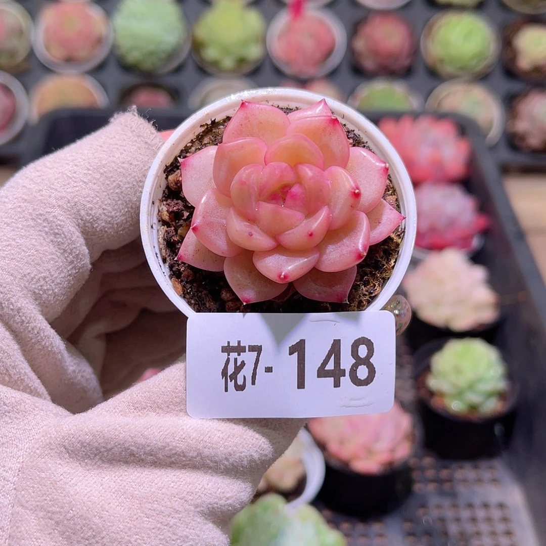花利美7-148新品