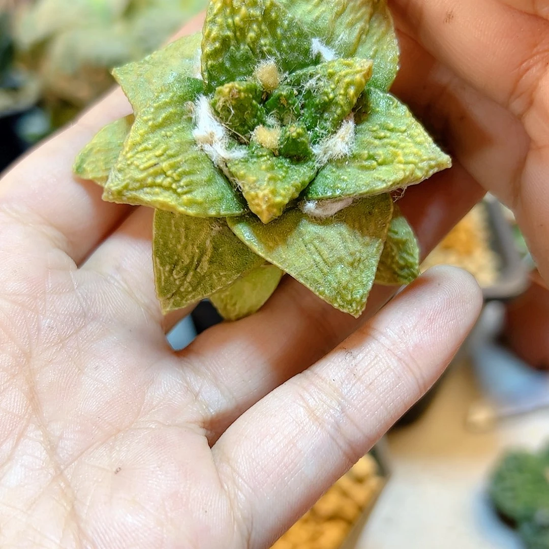 晚56号自根龟甲牡丹锦5.2公分