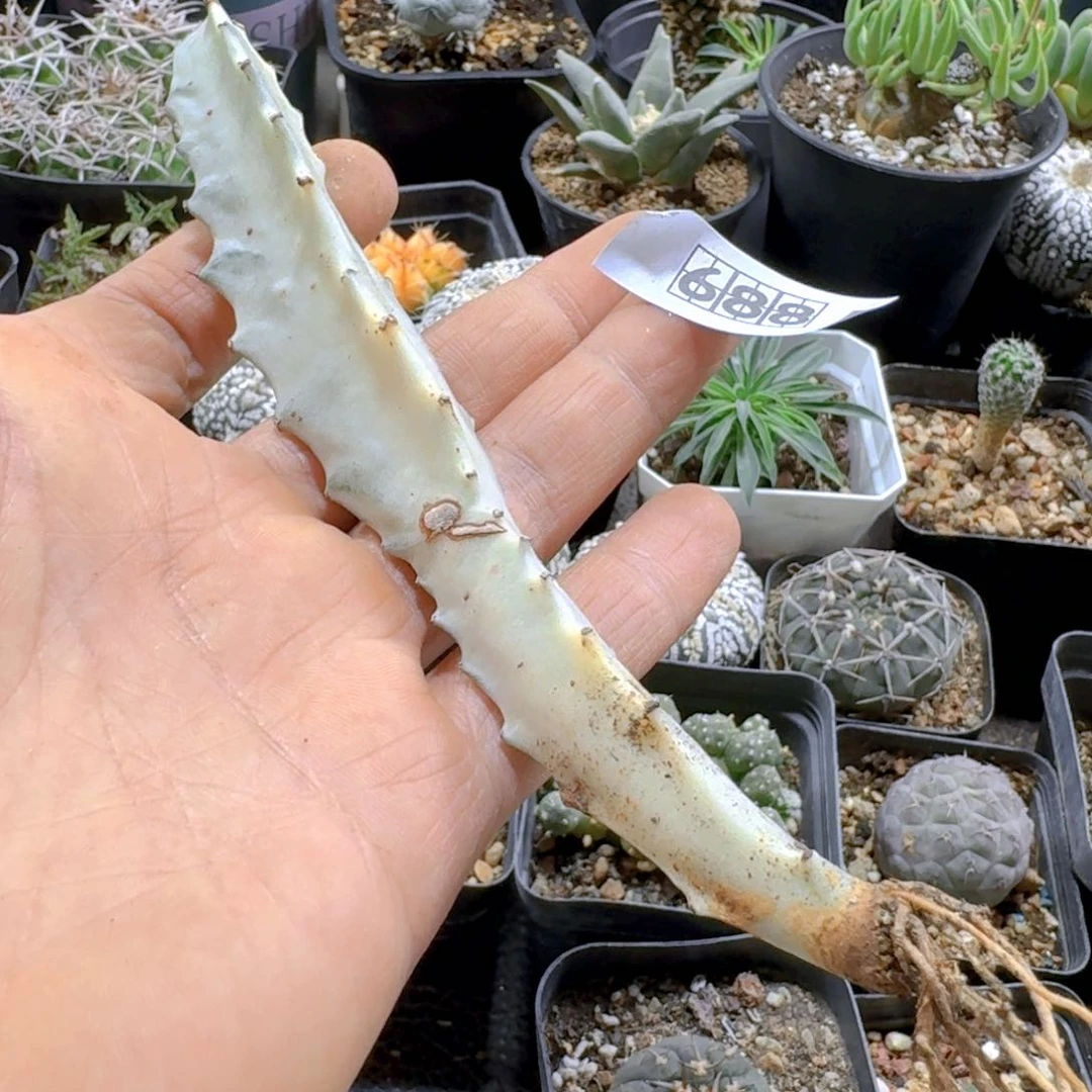 688白麒麟脱土发货有疤
