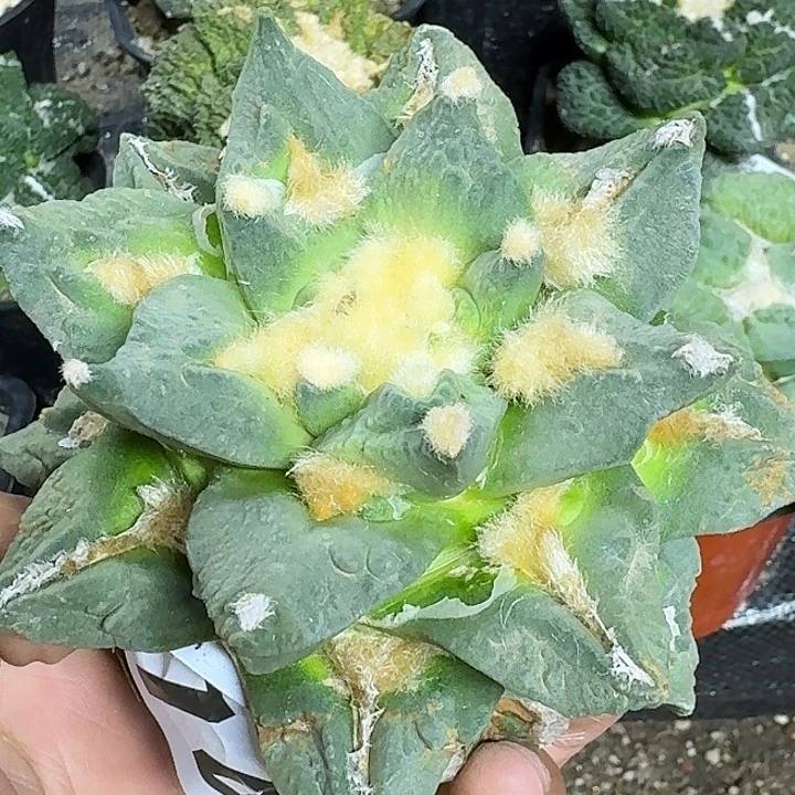 无花朵苗接大龙尾874