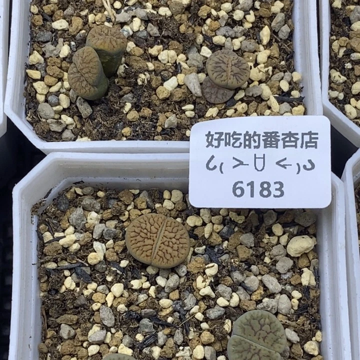 ?****?6183。18包邮.当天凑哦。新疆西藏88包邮