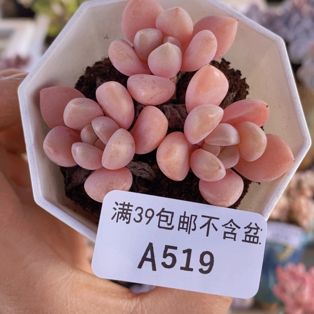 粉桃花6cm519多肉植物