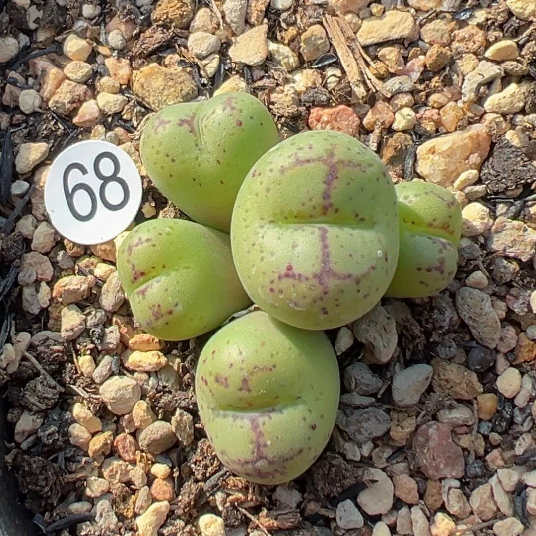 多2植物1111111111111111