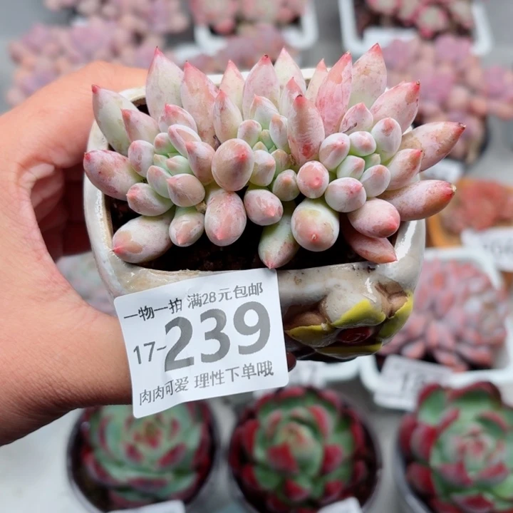 所罗门多肉多肉植物