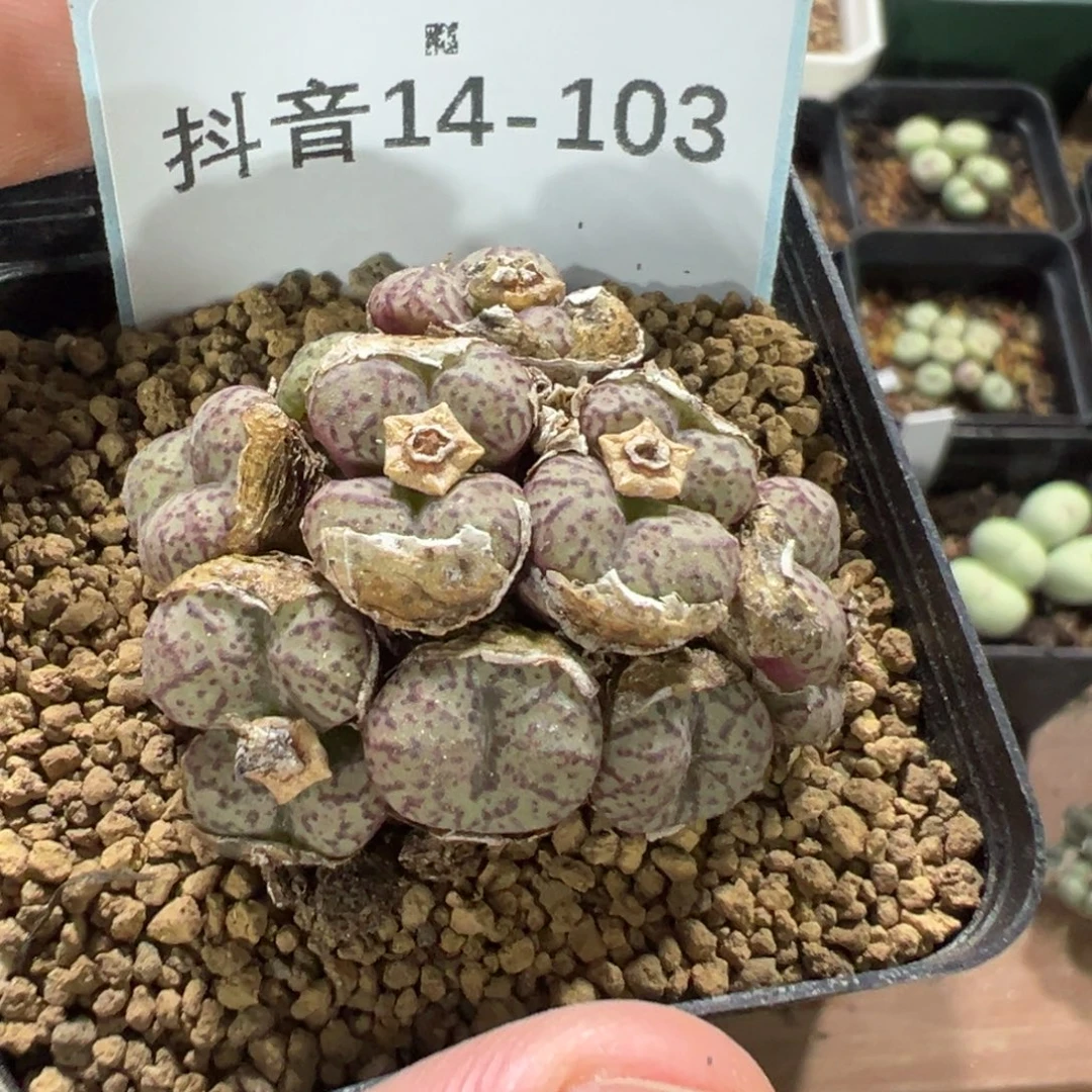 妖***妖14-103肉锥多肉植物