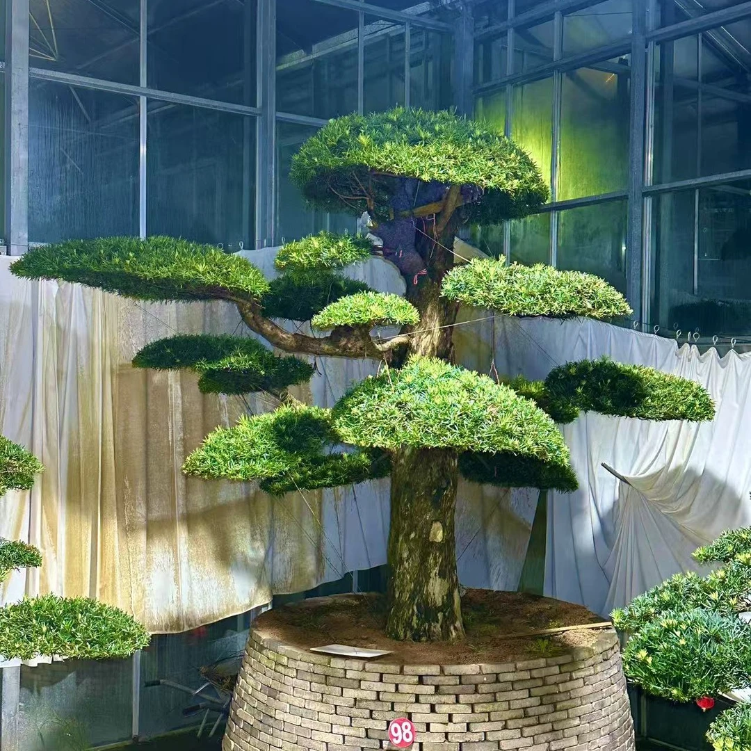 造型罗汉松老桩大型盆景一物一价