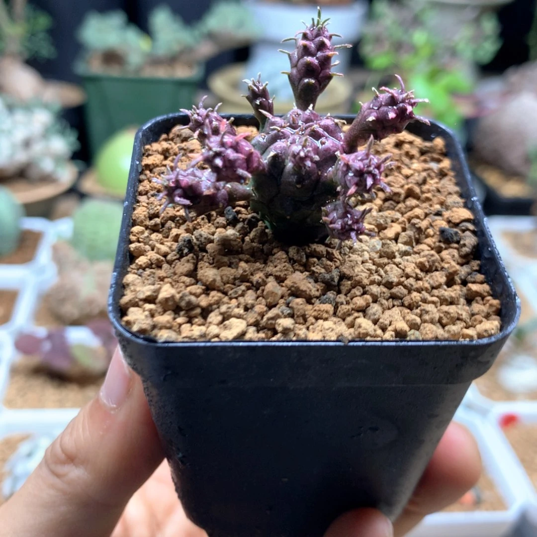 不知名大戟多肉带盆