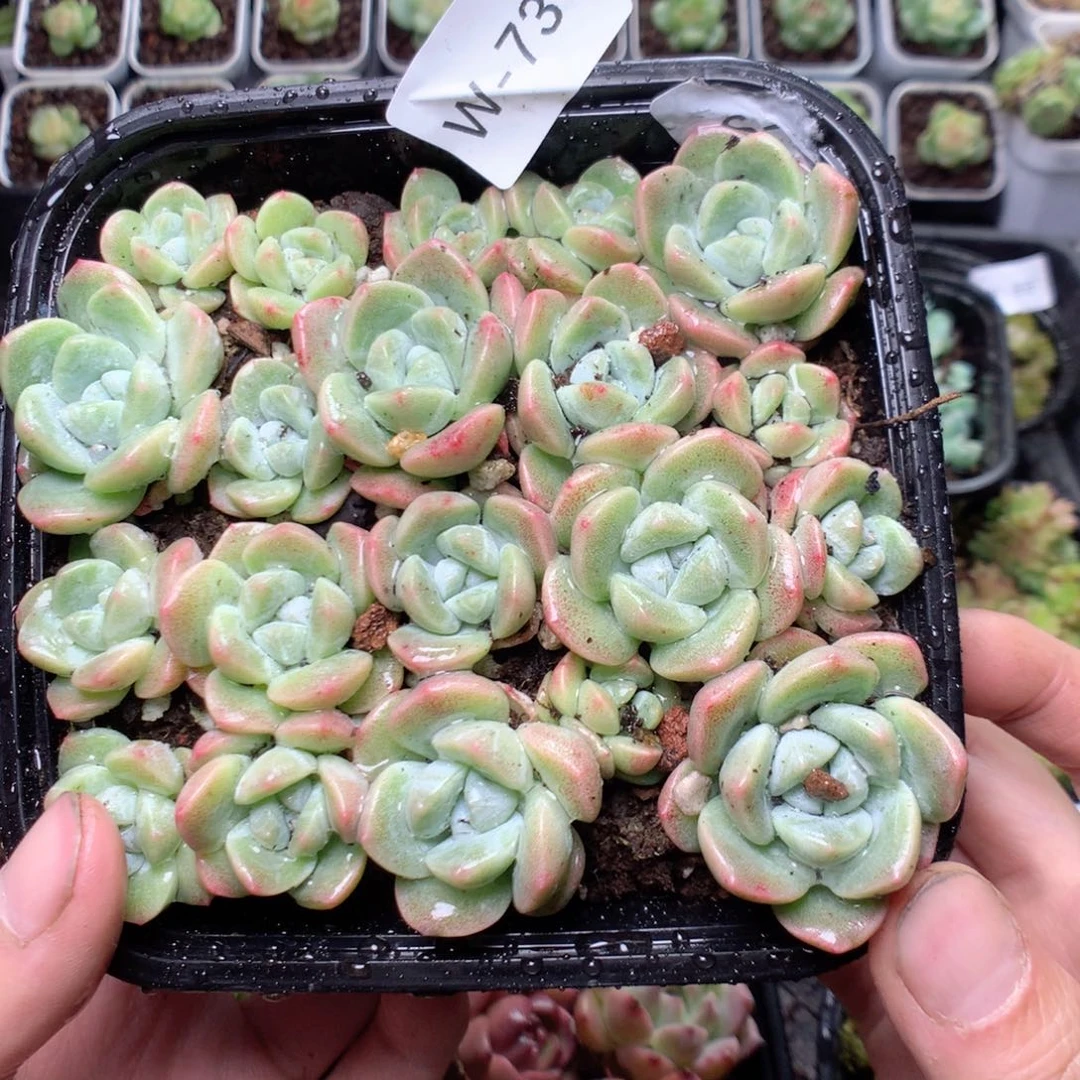 无花朵W73yttttttttt