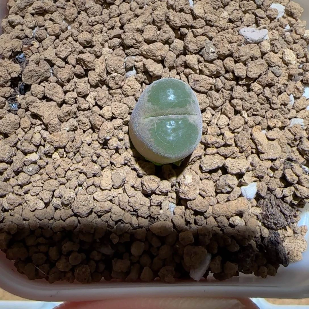 肉锥多肉植物组合-稀有品种930