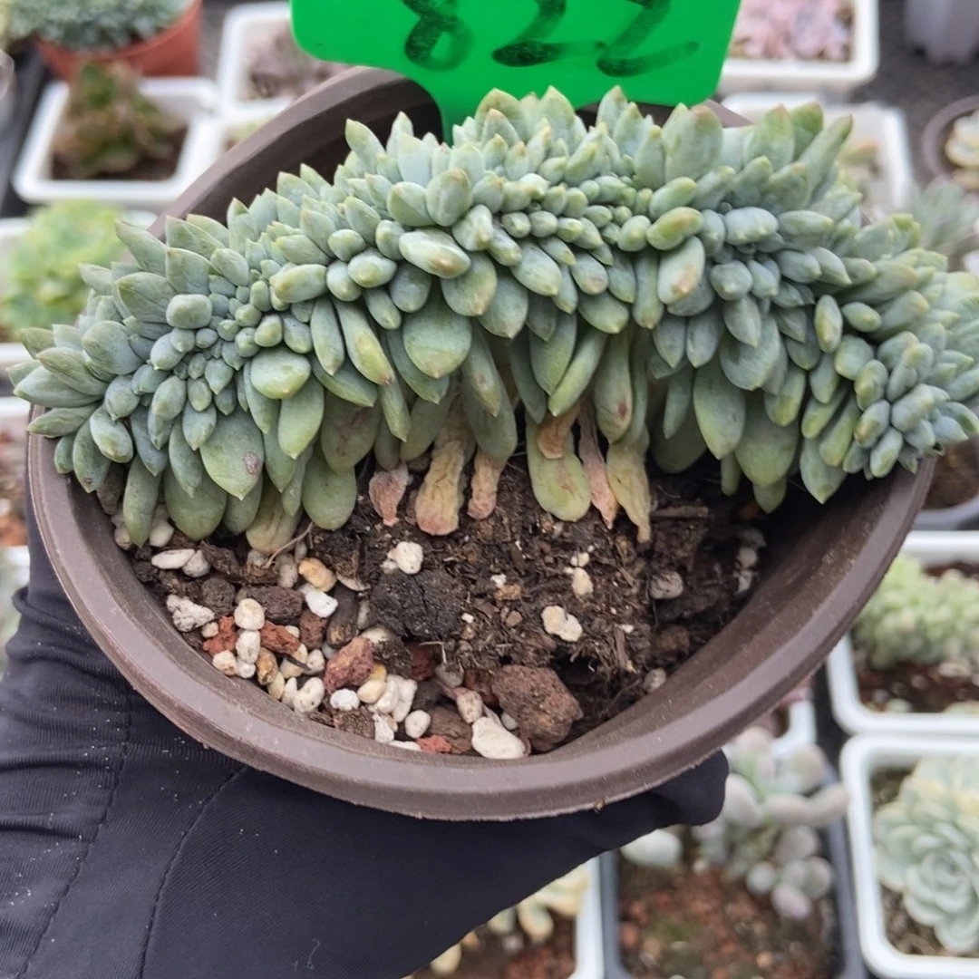 822奶糖缀多肉植物