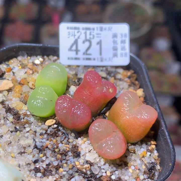 精品生石花215.421