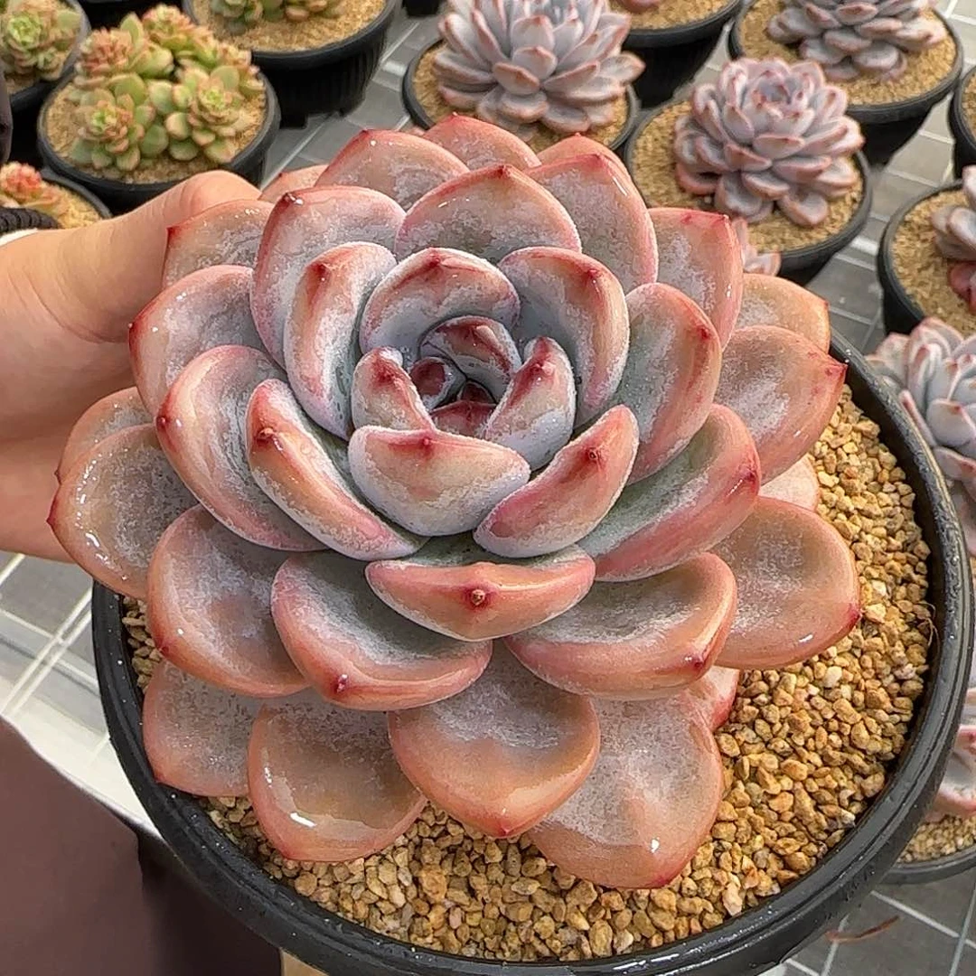 从前慢甄选多肉编号星星雪