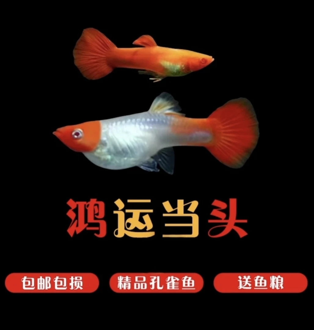 （种鱼鸿运当头）小型热带淡水观赏鱼  胎生活体可繁殖