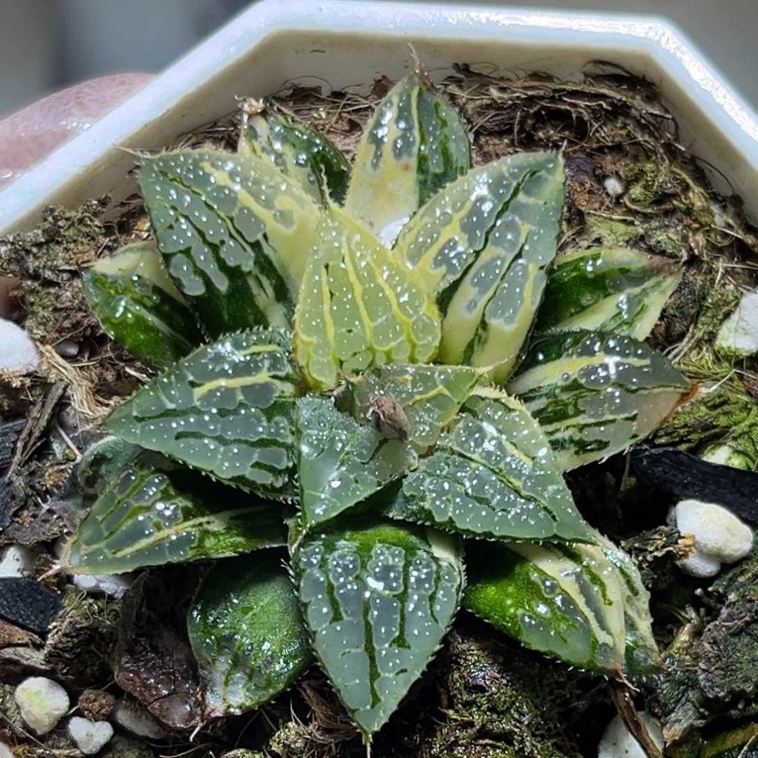 恭喜发财大吉大利959