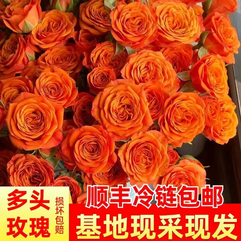 顺丰一单包邮A级橙色芭比多头玫瑰节日生日送女朋友礼物家用鲜花