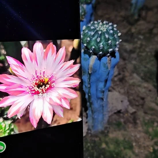 丽花蝉衣龙神木嫁接福