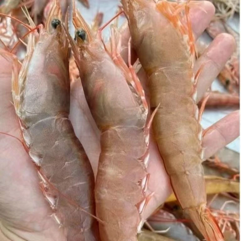 【惠来本港】-5斤自家渔船捕捞卢虾野生本港卢虾当天捕捞质量新鲜货