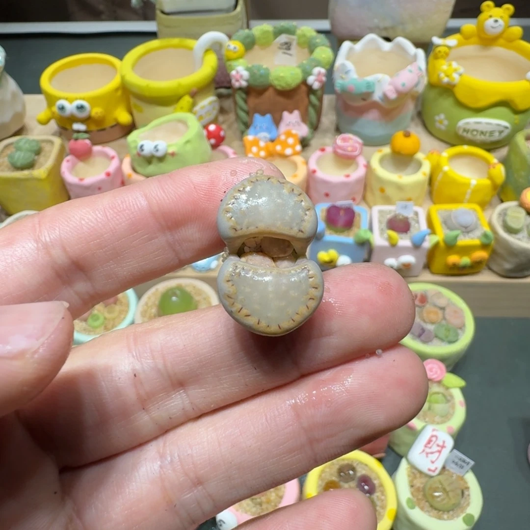 红陶?****?蘑菇340一颗1621.6