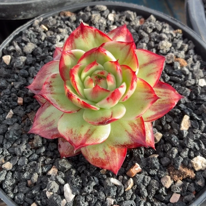 多肉植物惊鸿仙子