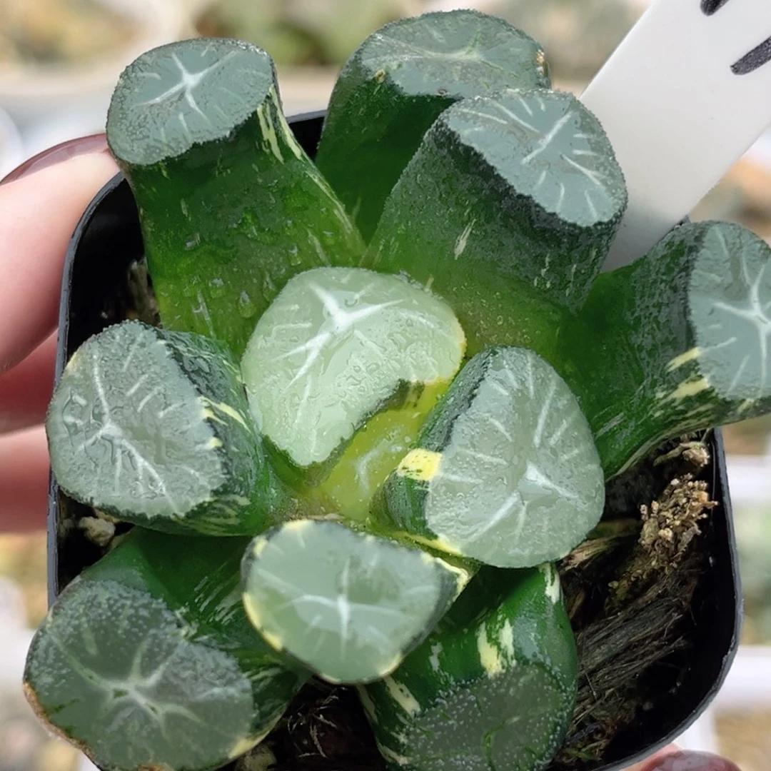 17玉龙万象锦fulizhuanc