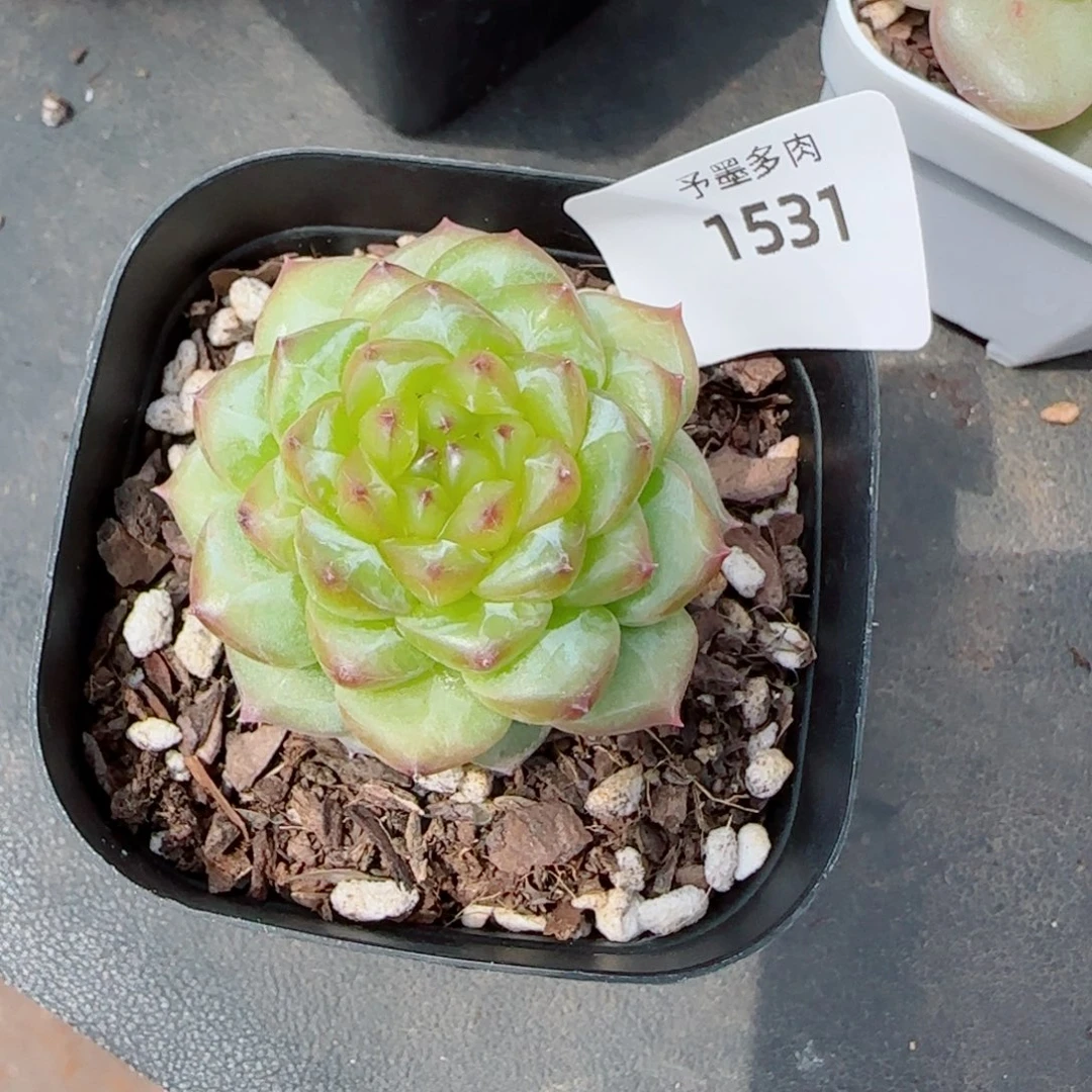 浮橘，1531多肉植物