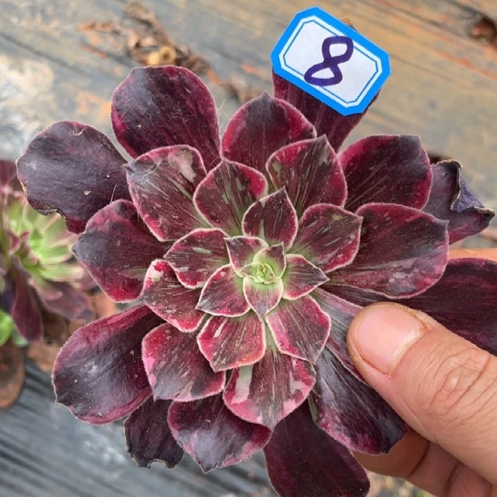 8，不带根婚纱变异拉丝