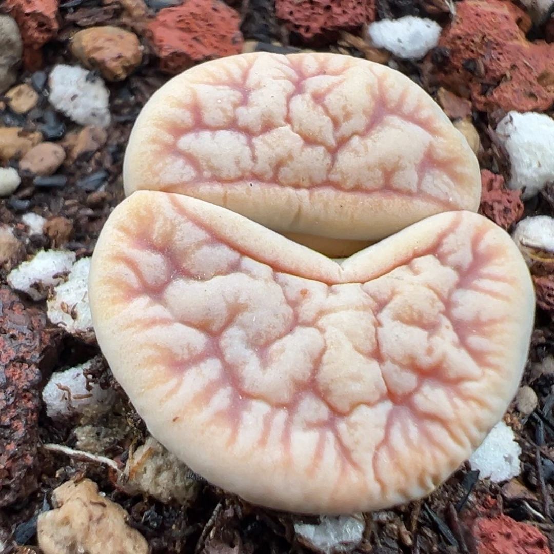 10.24好看的多肉脱土发货308