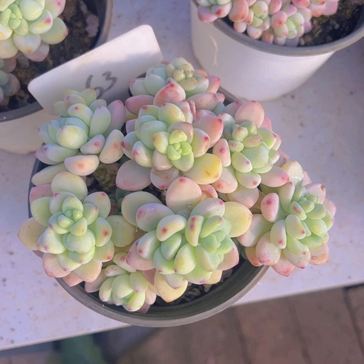 健健康康平平安安