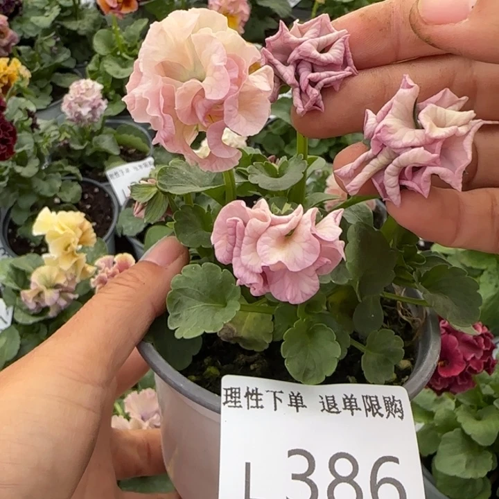 无花朵 L386超小苗默认苗晃零下5勿拍