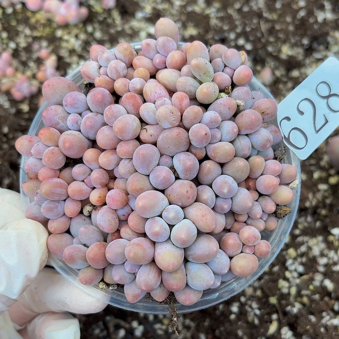 多肉植物多肉植物628