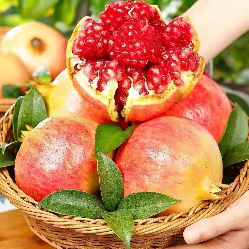 正宗四川会理突尼斯软籽石榴新鲜采摘纯甜爆汁