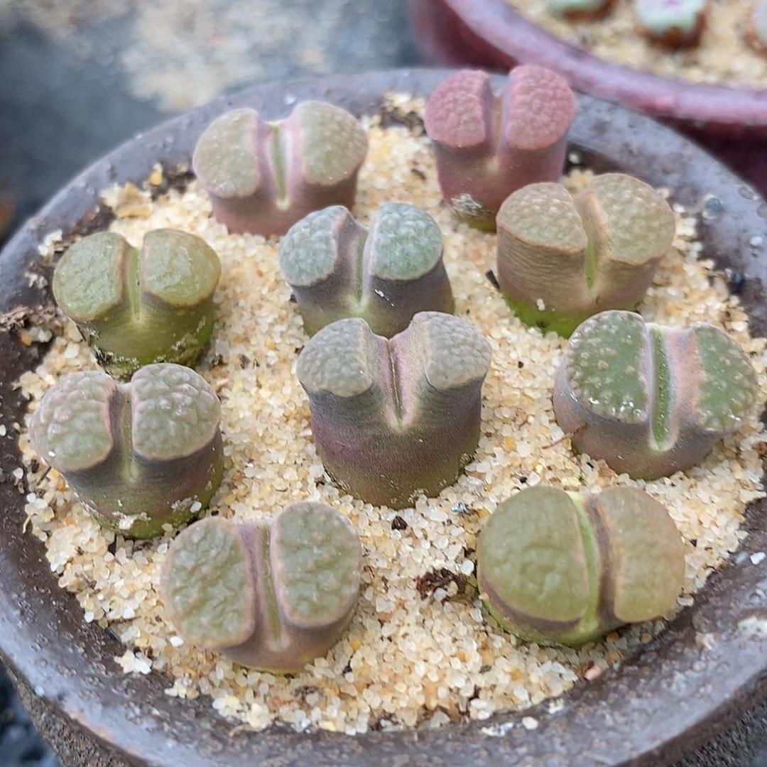 发磁铁风铃3颗一组