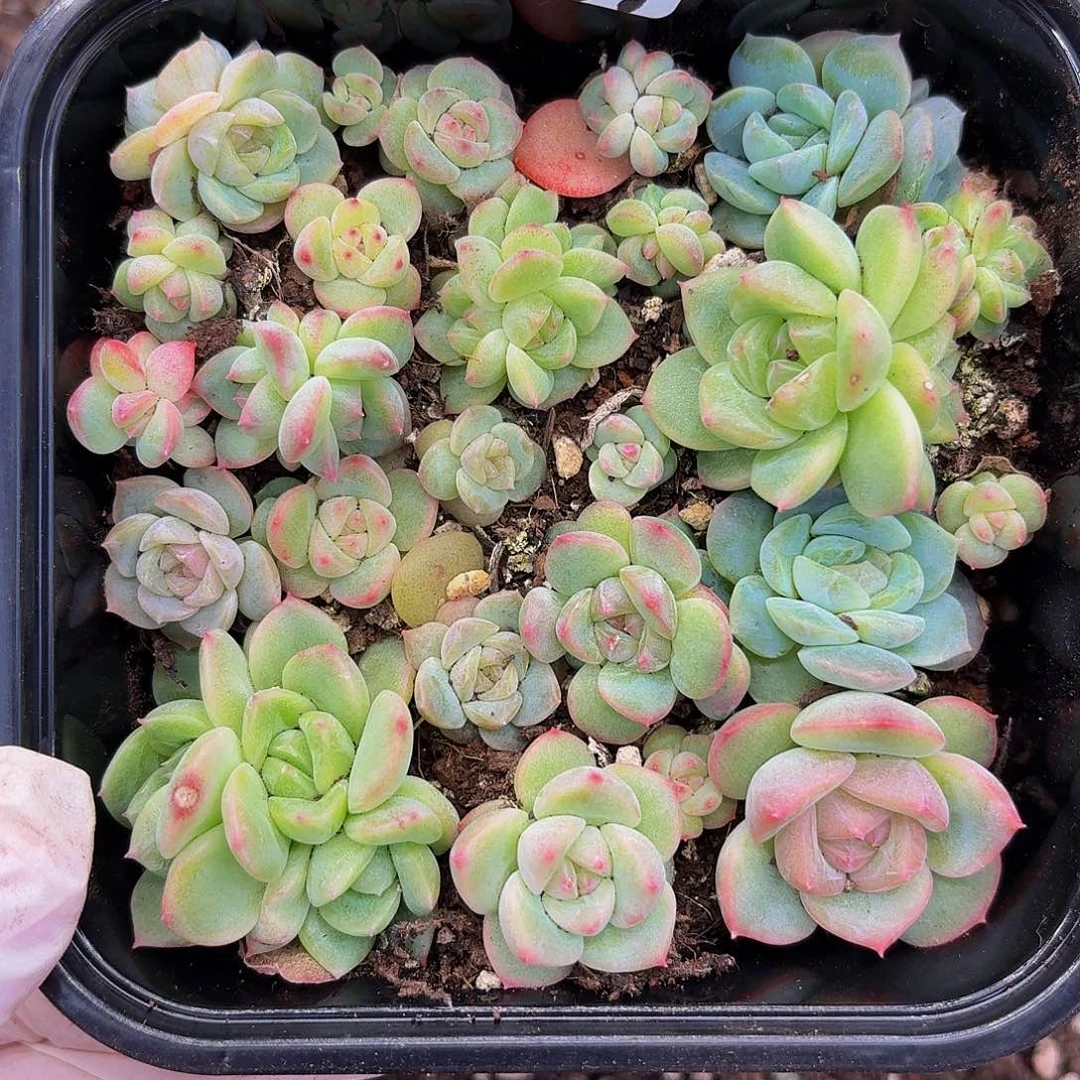 多肉植物多肉植物932