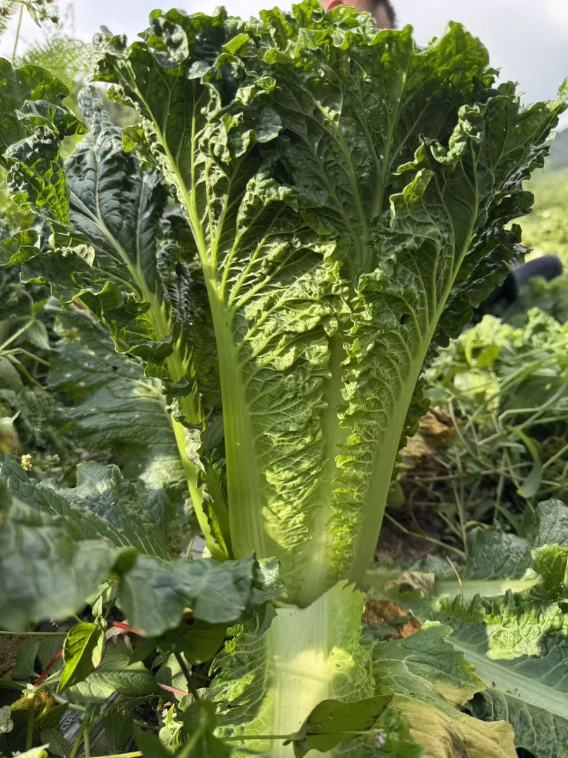 贵州高山露天青口白麻叶大白菜清甜脆嫩新鲜绿色蔬菜