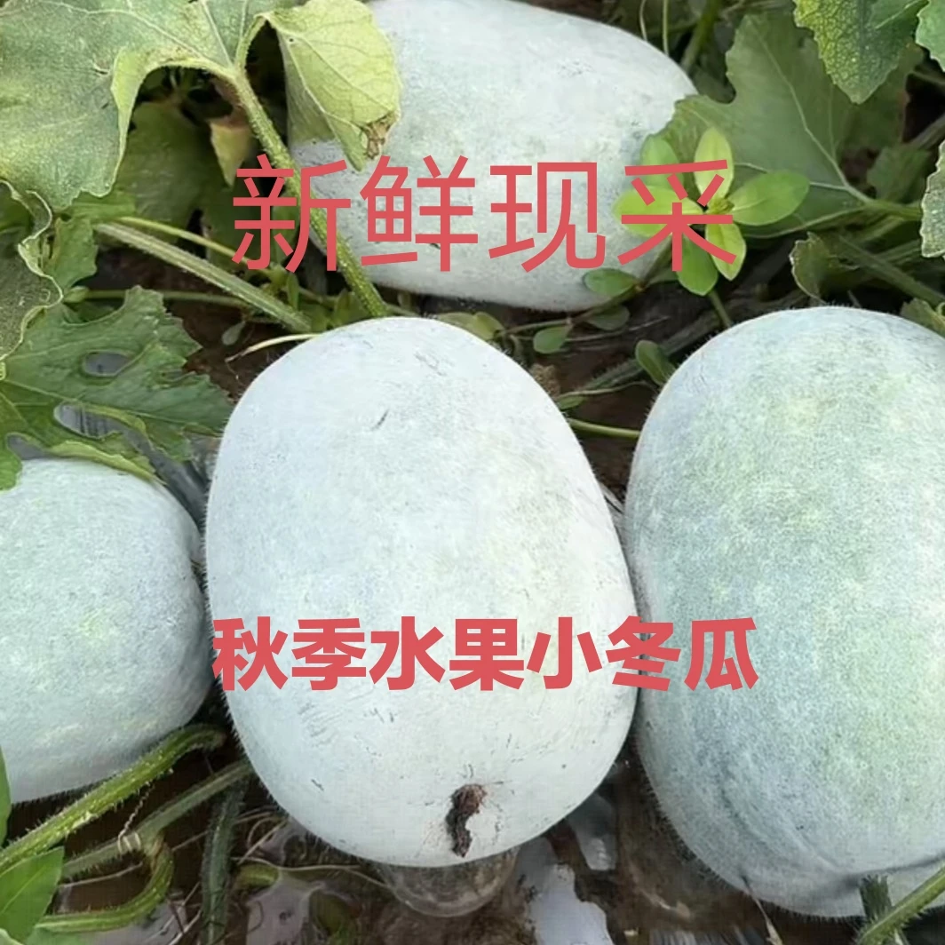 新鲜香荢水果小冬瓜，应季农家时令蔬菜。