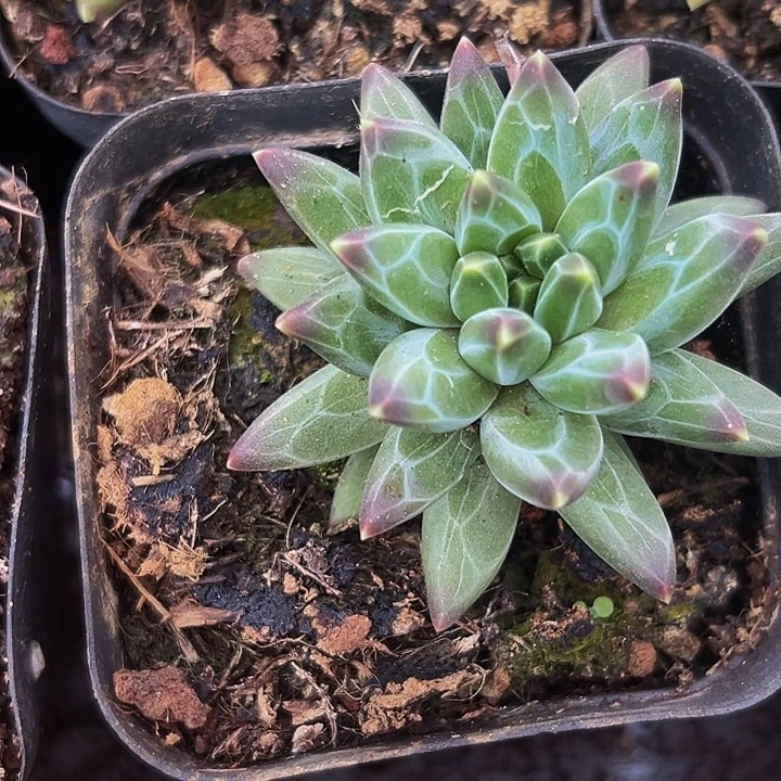 1颗美人系列多肉植物
