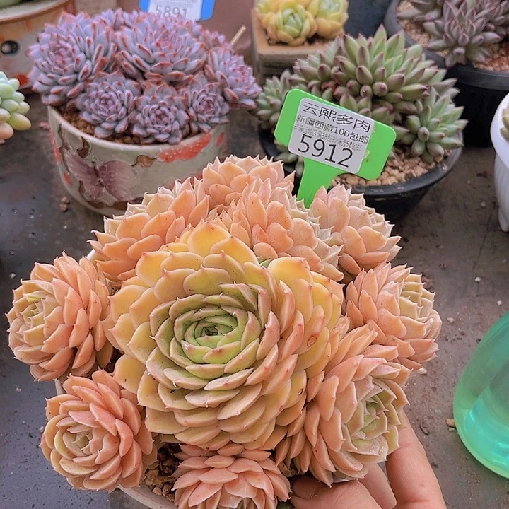 5912昂斯诺。