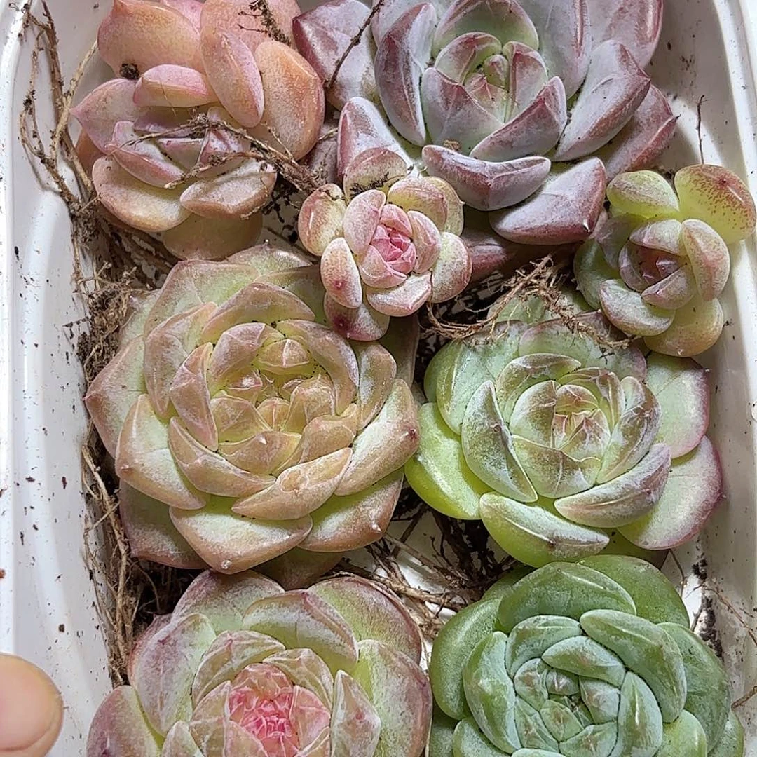 溏心8颗 6大2小新疆西藏内蒙不发货