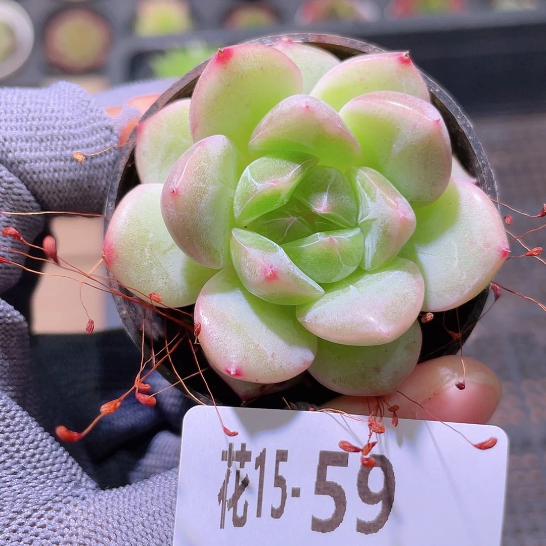 花利美15-59新品