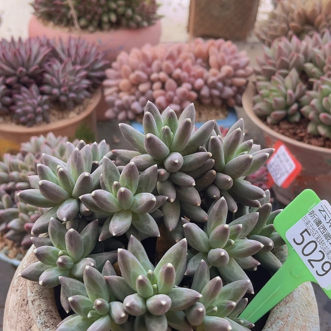 5029乌拉克拉多肉植物