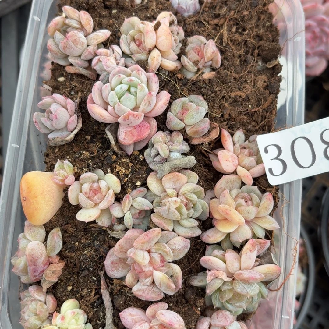 多肉植物多肉植物308