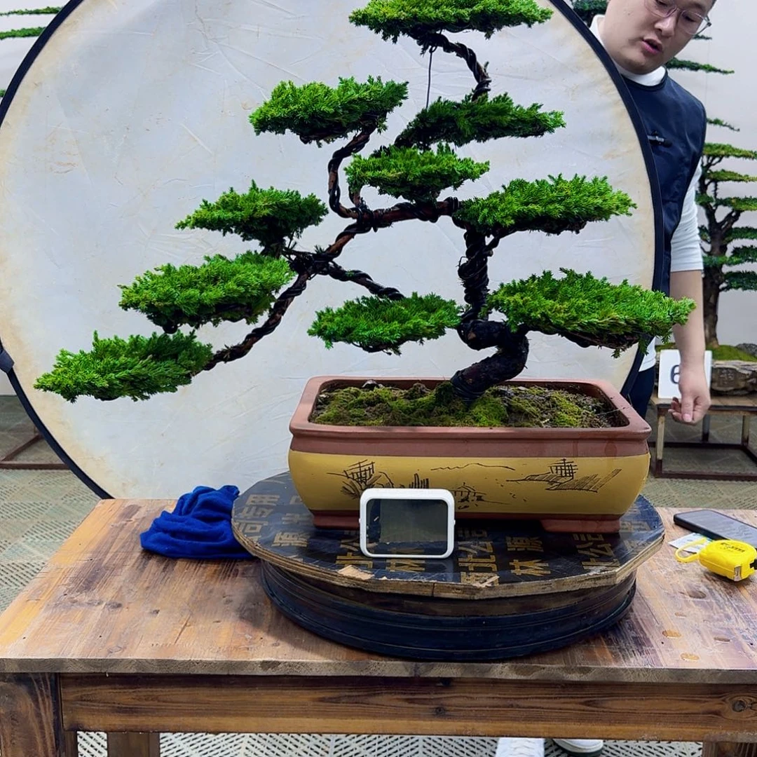 无花朵柏树造型盆景