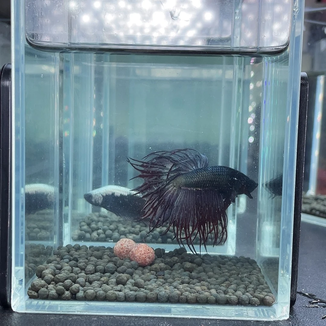 斗鱼15号915晚毒液