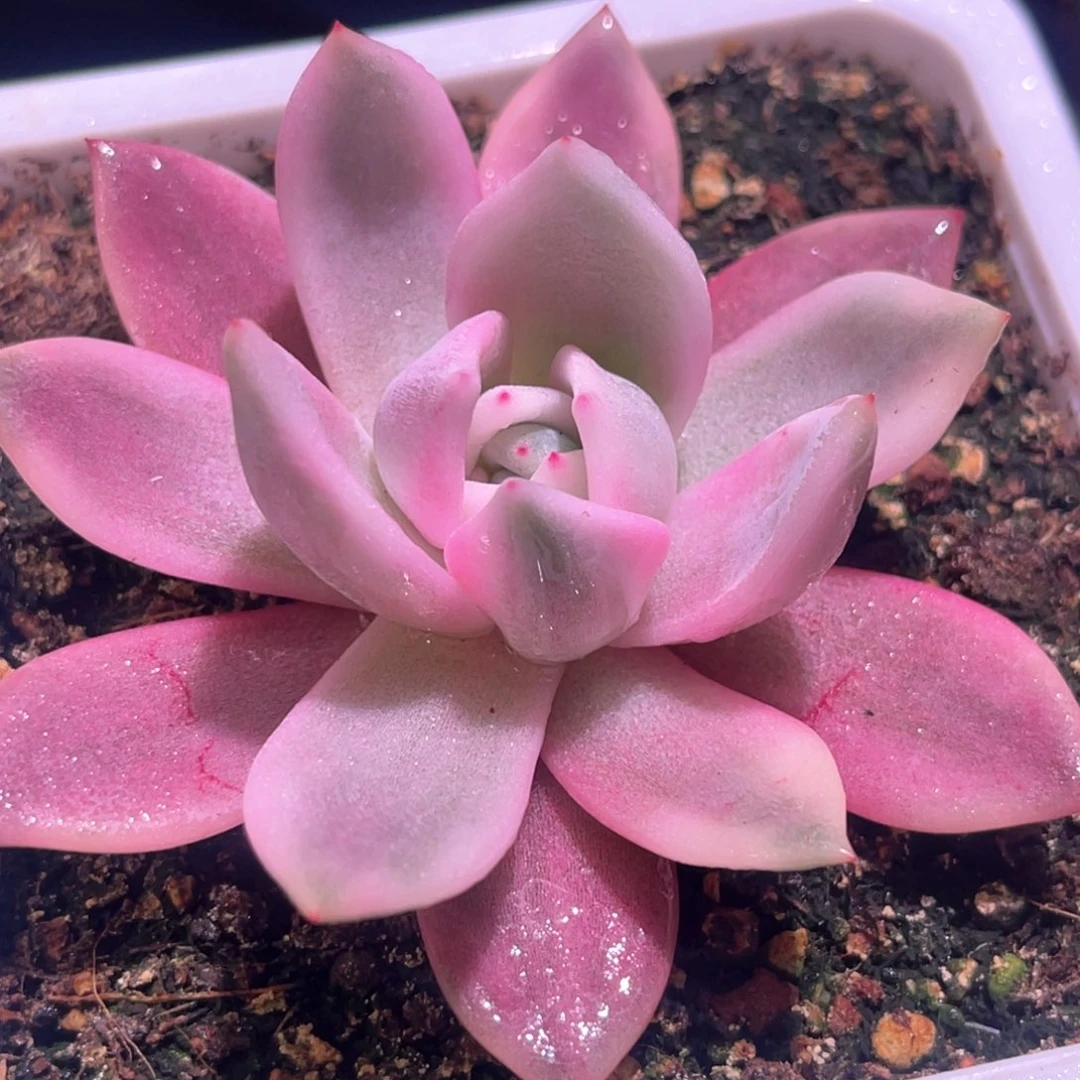 多肉特价粉香槟锦